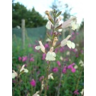 Salvia microphylla 'Trelissick' (3 for £12)